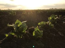 Kartoffelpflanzen im Sonnenuntergang