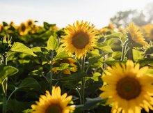 Sonnenblumenfeld im Sonnenschein