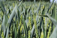 Ähren Winterweizen Feld