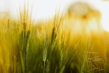 Gerstenfeld im Sonnenschein