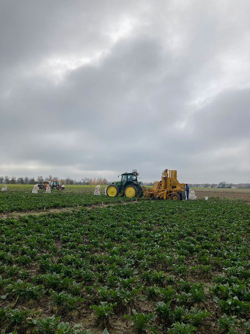Ernte der Zuckerrüben