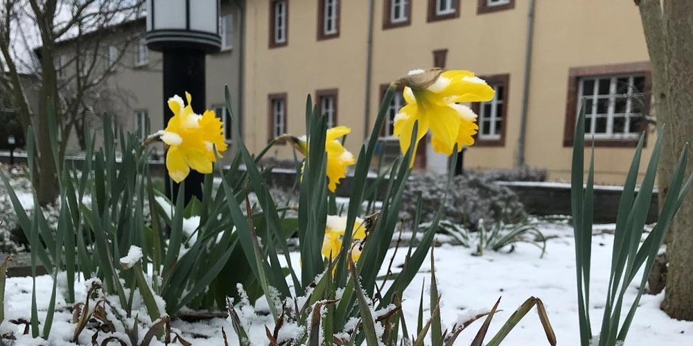 Abb. 2:  Narzisse im Schnee 07. 04.2021 – Landwirtschaftliche Anwendungsforschung Cunnersdorf