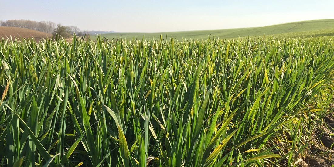 Stickstoffverfügbarkeit: Zu langsam, zu üppig oder optimal?