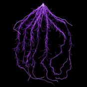 Wurzel - Ammoniumbetont