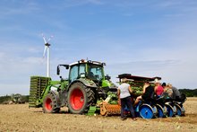 Pflanzen von Grünkohl