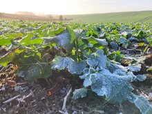 Winterrapsbestand in Mecklenburg-Vorpommern