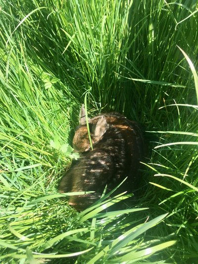 Rehkitz versteckt im hohen Gras