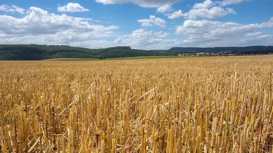 Ernte der Gerste hat früh begonnen 