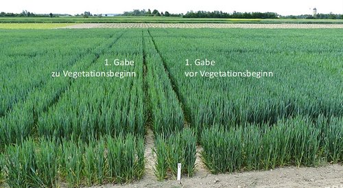 Abb. 1: Auch kurz vor dem Ährenschieben zeichnet die erhöhte stabilisierte Startgabe vor Vegetationsbeginn noch deutlich. 