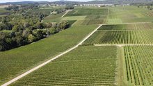 Weinbau in Deutschland – zwischen Tradition und präziser Düngung