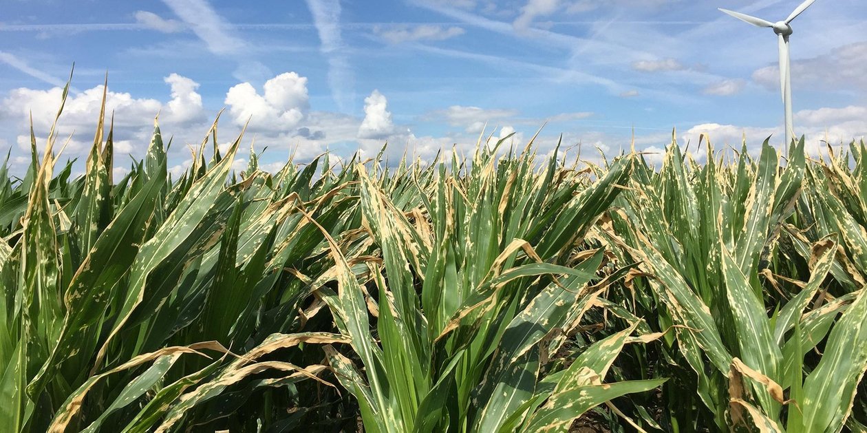 Verbrennungen im Mais