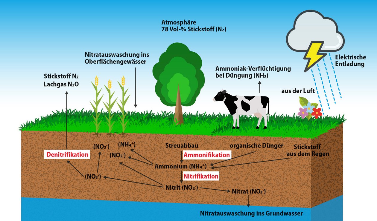 Der Stickstoffkreislauf chematische Darstellung des Stickstoffkreislaufs