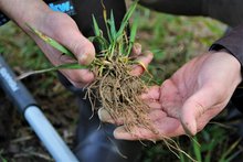 Getreidepflanze mit Wurzeln in Hand