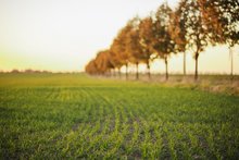 Baumallee neben Feld im herbstlichen Sonnenuntergang