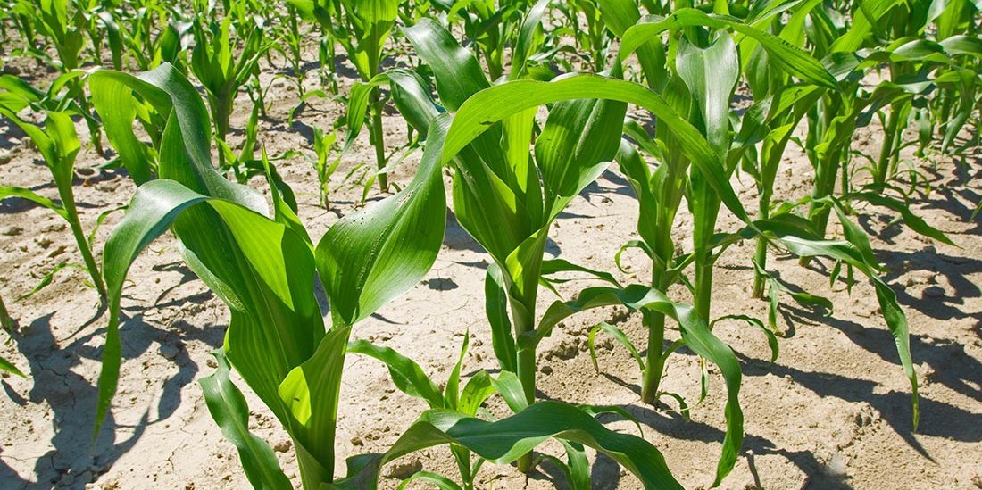 Stickstoffversorgung von Mais in einer Gabe sichern