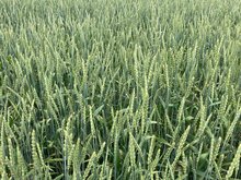 Stickstoffdüngung in Durum, Dinkel und Sommergerste