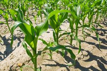 Stickstoffversorgung von Mais in einer Gabe sichern