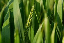 Ähre im Winterweizen