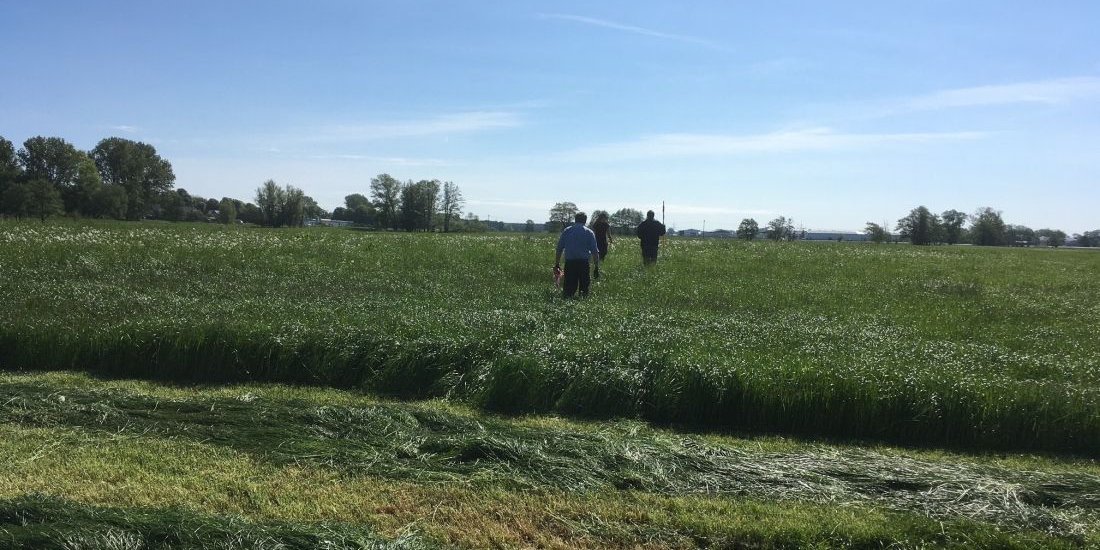 Landwirte und Jagdpächter auf der Suche nach Rehkitzen