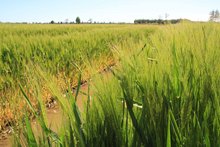 Wintergerste – auf die richtige Strategie kommt es an