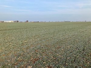 Wintergerstenbestand BBCH 23 bis 25, Saalekreis