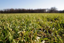 Wintergerste im März