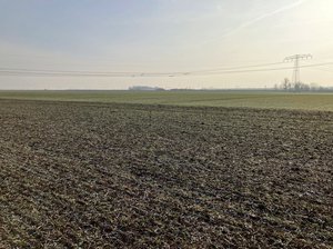 Winterweizenbestand BBCH 21 bis 25, Saalekreis