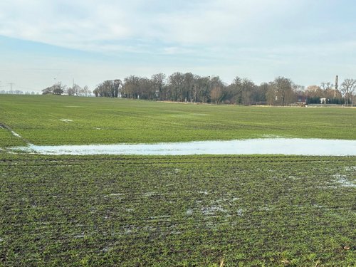 Winterweizen mit Schmelzwasser