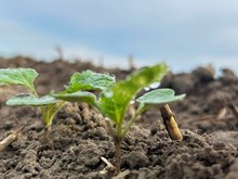 Auflaufende Rapspflanzen