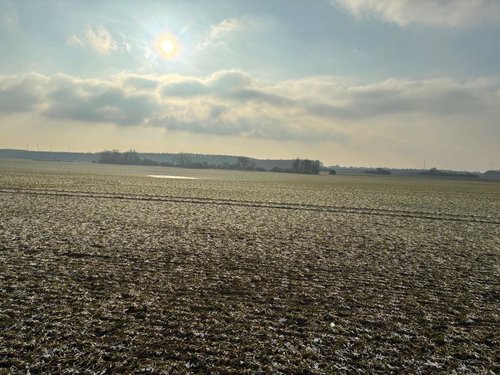 Winterweizen im Dauerfrost