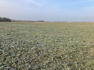 Winterrapsbestand BBCH 14 bis 19, Saalekreis