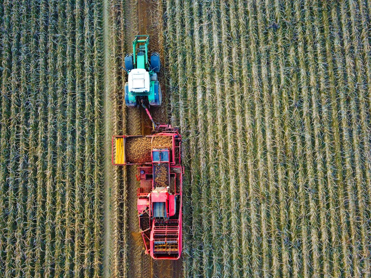 Die Ernte erfolgt mit Kartoffelrodern Die Ernte erfolgt mit Kartoffelrodern