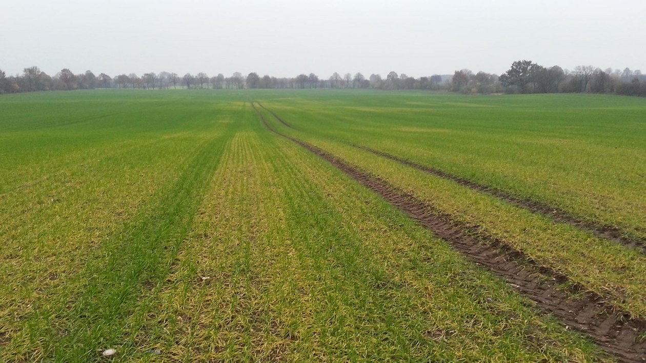 Gut durchlüftete Böden neigen bei hohen pH-Werten zur Manganfestlegung. Im Bereich von Bodenverdichtungen ist die Manganversorgung deutlich besser. Foto C. Weidemann; Standort Stendorf Gut durchlüftete Böden neigen bei hohen pH-Werten zur Manganfestlegung. Im Bereich von Bodenverdichtungen ist die Manganversorgung deutlich besser. Foto C. Weidemann; Standort Stendorf