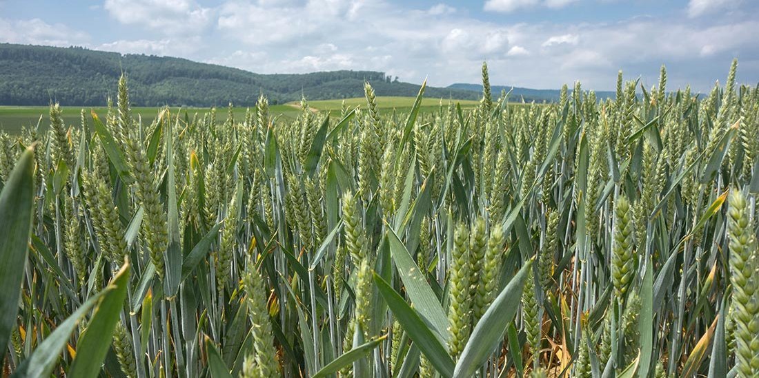 Die Fusarium-Gefährdung im Winterweizen ist gering.