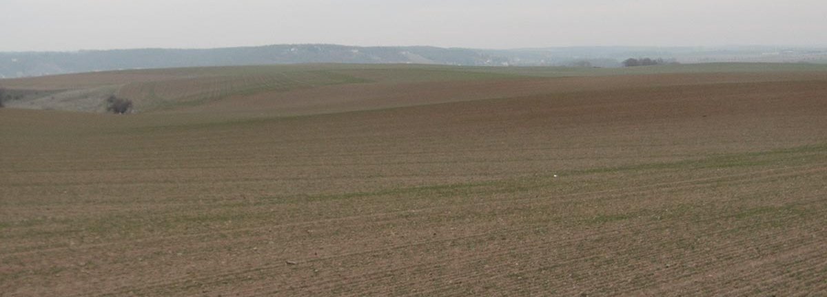 Die Weizenspätsaaten aus dem Raum Riesa-Meißen