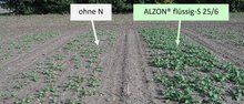 Abb. 1: Herbstdüngung mit ALZON flüssig-S 25/6 bei schwachem Wachstum durch ungünstige Witterungsbedingungen und schlechter Stickstoffverfügbarkeit nach verspäteter Saat 