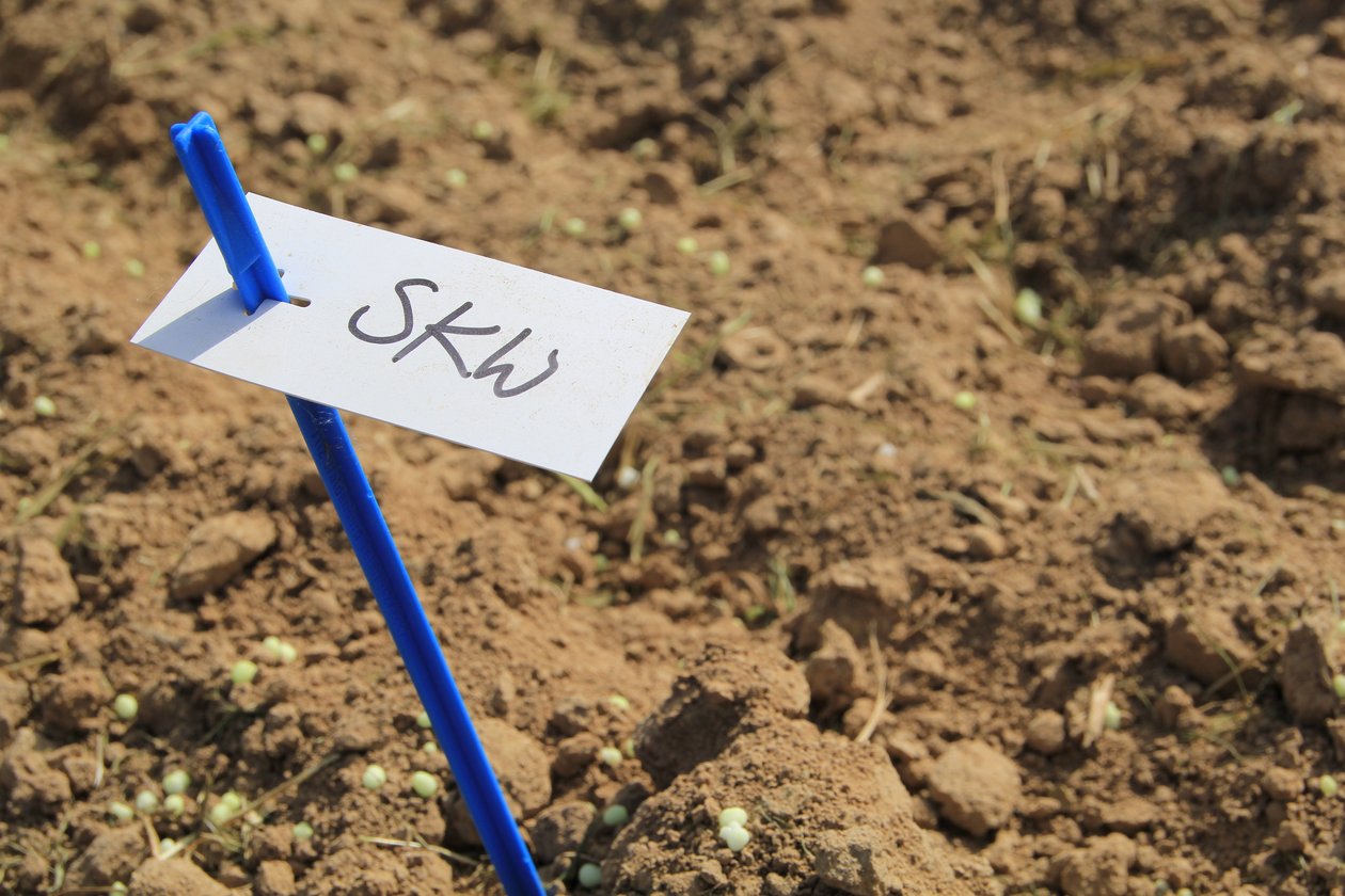 Stickstoffversorgung aller Demoparzellen mit ALZON® neo-N Stickstoffversorgung aller Demoparzellen mit ALZON® neo-N