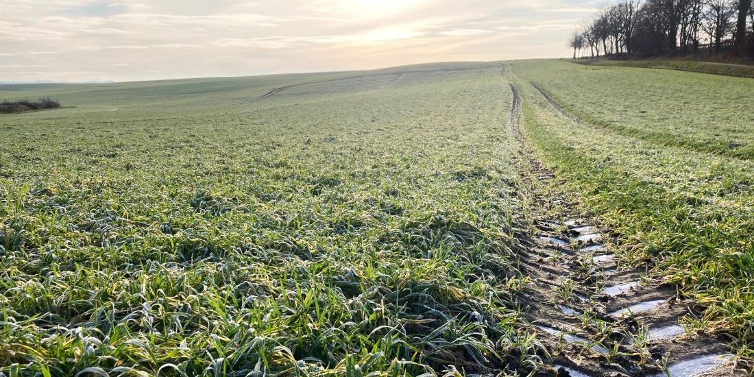 Winterliches Feld in Mecklenburg-Vorpommern