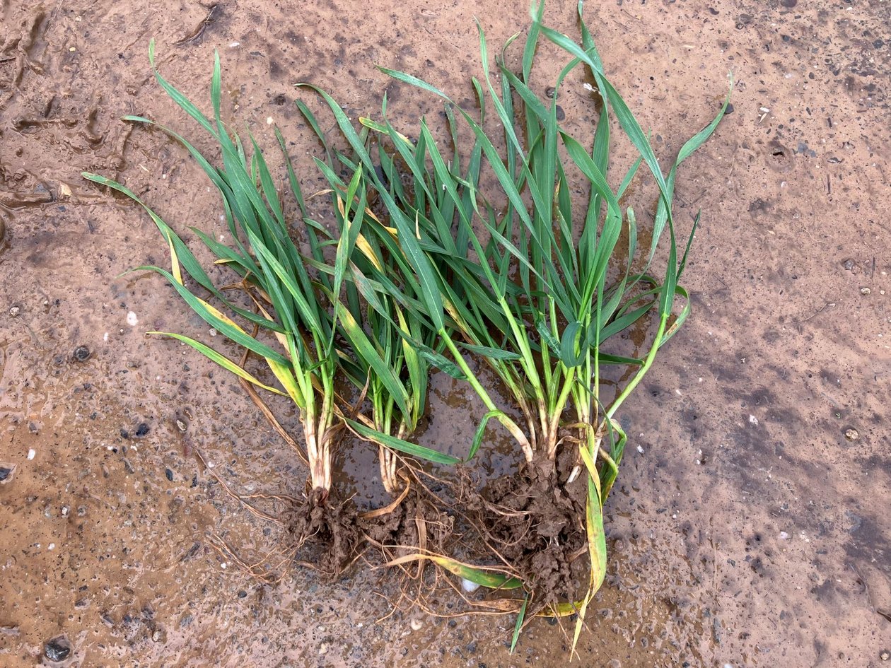 Winterweizen gut bestockt