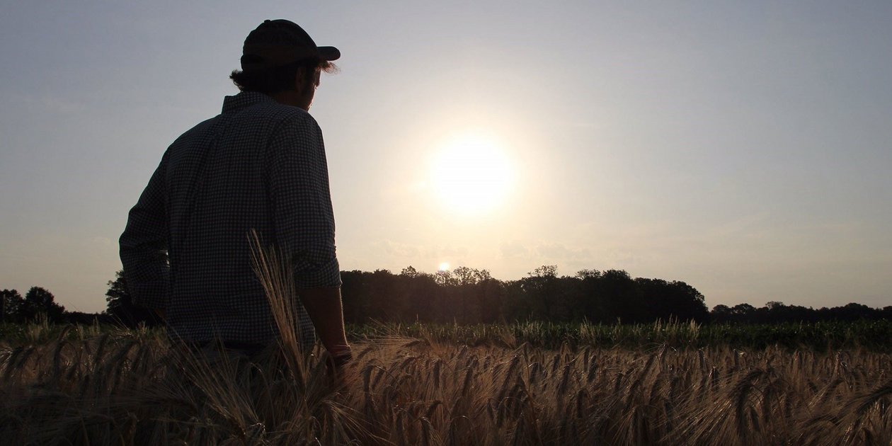 Sonnenaufgang auf dem Feld Feld - Sonnenaufgang