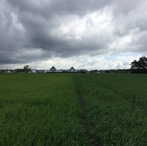 Stickstoff und Schwefel Stickstoff und Schwefel