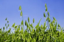 Haferpflanzen vor blauem Himmel