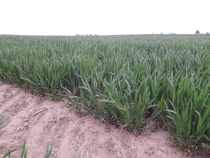 Weizen: Wintergetreidebestände befinden sich nun seit fast zwei Wochen im Stadium des Schossens 