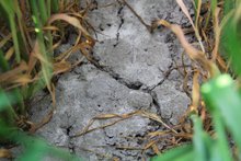 Die N-Effizienz der Ährengabe zu Winterweizen ist stark wetterabhängig 