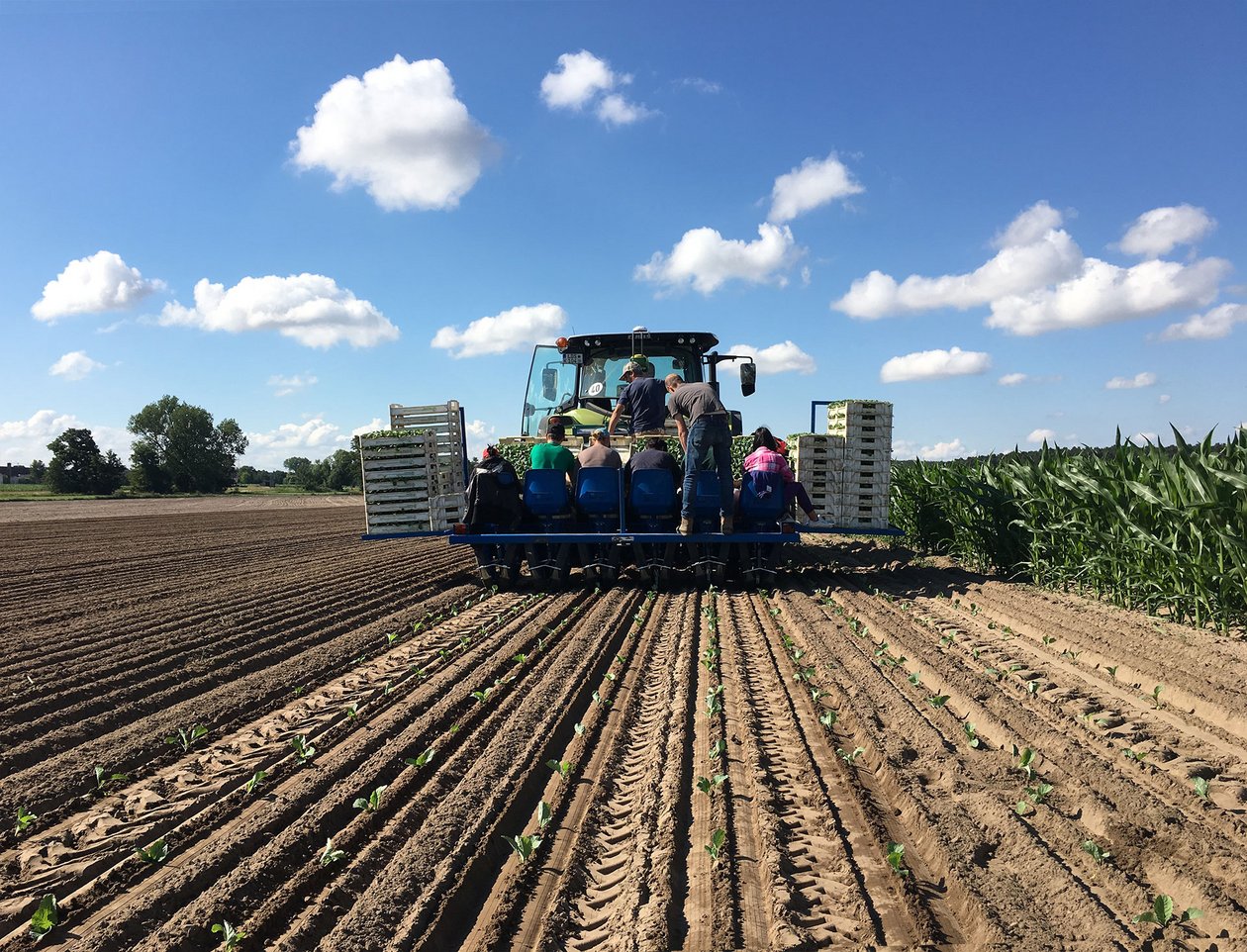 Das Pflanzen von Wirsingkohl