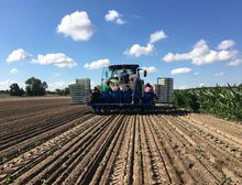 Das Pflanzen von Wirsingkohl