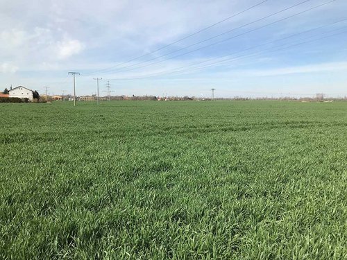 Winterroggenbestand BBCH 32 SK 12.4.2022 Winterroggenbestand BBCH 32 SK 12.4.2022