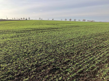 Winterweizenbestand BBCH 13 bis 14 am 27.11.2025