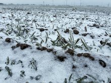 Winterweizen in einem Eismantel
