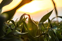 Maispflanzen im Sonnenuntergang
